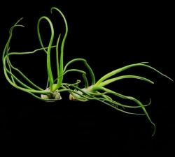 Tillandsia bulbosa | semiadult plants