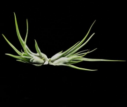 Tillandsia circinata | semiadult plants