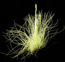 Tillandsia fuchsii v. gracilis | semiadult plants