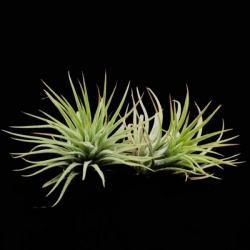 Tillandsia ionantha v. ionantha | semiadult plants