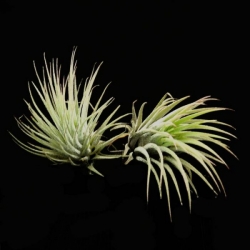 Tillandsia ionantha v. rubra | semiadult plants