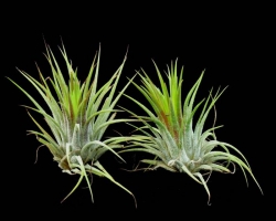 Tillandsia ionantha v. fuego | semiadult plants