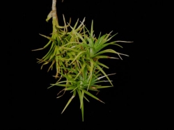 Tillandsia araujei | semiadult plants