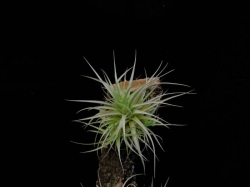 Tillandsia bergerii | semiadult plants