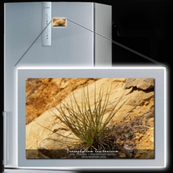 Original magnet | Drosophyllum lusitanicum photo | 6 x 8 cm