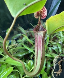 Nepenthes (clipeata x eymae) x (veitchii x lowii) | 20 - 30 cm