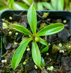 Nepenthes (flava x edwardsiana) x dubia | 5 - 8 cm