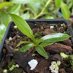 Nepenthes (flava x edwardsiana) x inermis | 5 - 8 cm