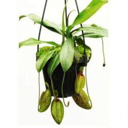 Nepenthes ampullaria x aristolochioides | 7 - 10 cm