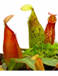 Nepenthes ampullaria x veitchii | 6 - 10 cm