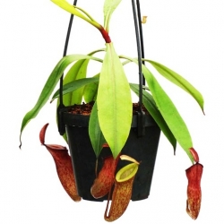 Nepenthes (ampullaria x mirabilis) x dubia | 6 - 10 cm