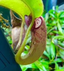 Nepenthes chaniana x spectabilis | 25 - 35 cm