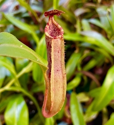 Nepenthes epiphytica x veitchii | stripped peristome | 6 - 10 cm