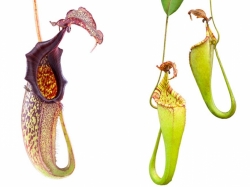 Nepenthes maxima | all individual | 8 - 10 cm