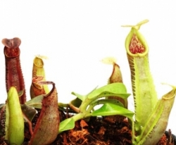 Nepenthes robcantleyi x veitchii | 6 - 10 cm