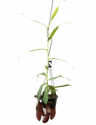 Nepenthes sanguinea | carnivorous plants seeds | 10 seeds
