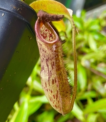Nepenthes taminii x robcantleyi | 10 - 15 cm
