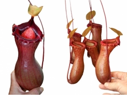 Nepenthes ventricosa | 7 - 10 cm