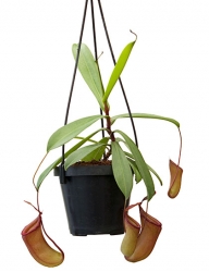 Nepenthes ventricosa x dubia | 6 - 8 cm
