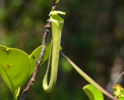 Nepenthes albomarginata | green - Brunei | 8 - 12 cm