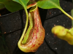 Nepenthes boschiana | 7 - 10 cm