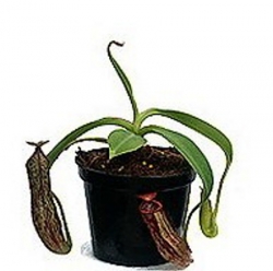 Nepenthes copellandii | Apo- tubular pitchers | 6 - 8 cm