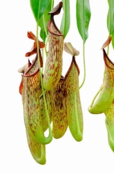 Nepenthes copellandii | Apo- tubular pitchers | 6 - 10 cm
