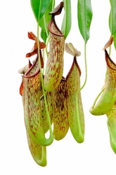 Nepenthes copellandii | Apo- tubular pitchers | 10 - 15 cm
