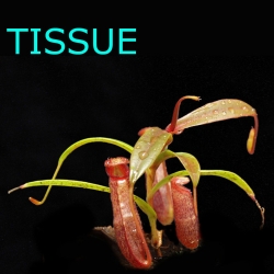 Sterile tissue culture flask | Hobby | Nepenthes densiflora
