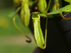 Nepenthes fusca | flared peristome | 8 - 12