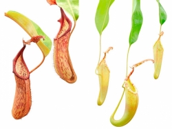 Nepenthes fusca | red striped | 6 - 12 cm