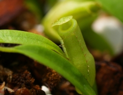 Nepenthes lingulata | 6 - 8 cm