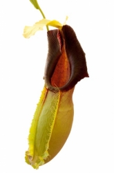 Nepenthes spathulata x veitchii | 7 - 10 cm - female plant