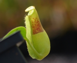 Nepenthes spathulata x veitchii | 7 - 10 cm