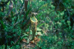 Nepenthes spectabilis | Sibuatan | 8 - 12 cm