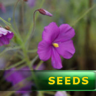 Byblis liniflora | carnivorous plants seeds | 8s
