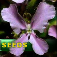 Stylidium affine | trigger plants seeds | 10s