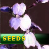 Stylidium amoneum | trigger plants seeds | 10s