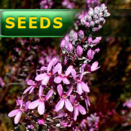 Stylidium brunonianum | trigger plants seeds | 10s