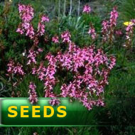 Stylidium graminifolium | trigger plants seeds | 10s