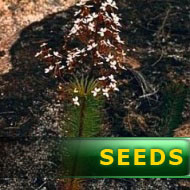 Stylidium laricifolium | trigger plants seeds | 10s