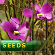 Byblis gigantea | carnivorous plants seeds | 5 seeds