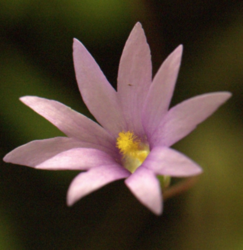Pinguicula planifolia | carnivorous plants seeds | 10 seeds