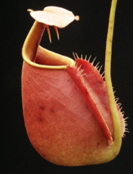 Nepenthes bicalcarata | Red form | carnivorous plants seeds | 10 seeds