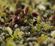 Dionaea muscipula | young plant | 2 - 3 cm