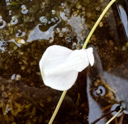 Utricularia graminifolia | clump