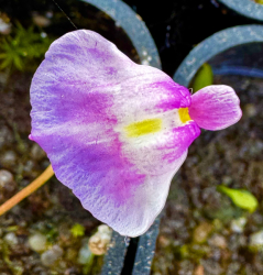 Utricularia livida | Rwanda | clump