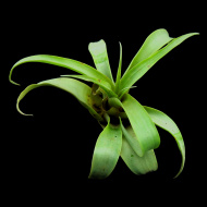 Tillandsia calocephala | Cuzco | semiadult plants