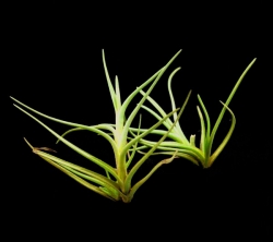 Tillandsia albertiana | semiadult plants