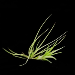 Tillandsia caulescens | Peru | semiadult plants